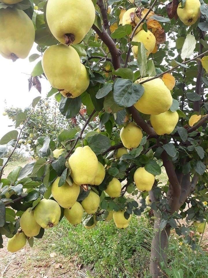 Pomi Fructiferi Columnari (GUTUI )