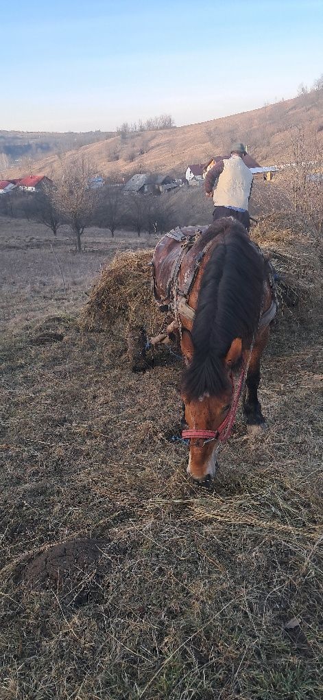 Vand cal bun proba la fata locului
