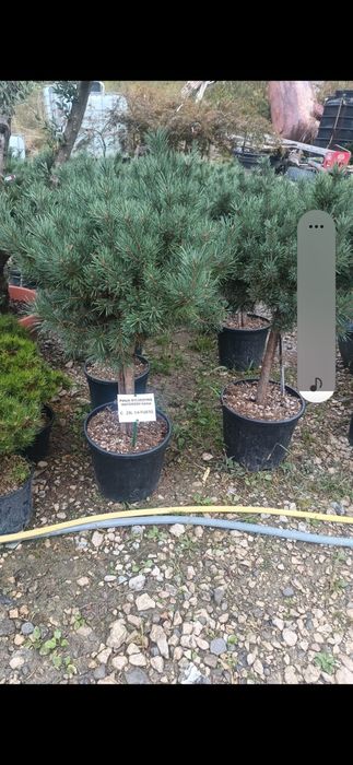 Vând plante ornametale