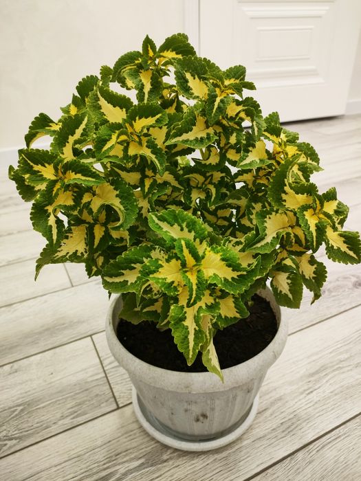 Растения.  // Доставка есть