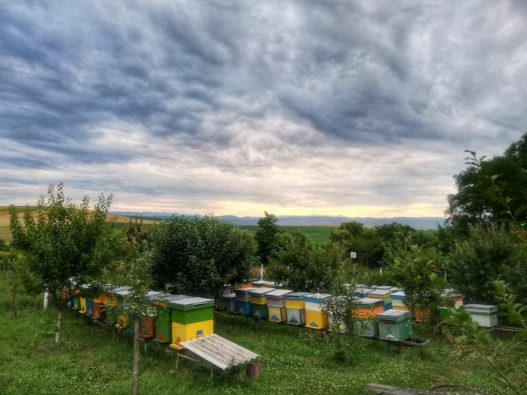 Vând miere de albine și descapaceala
