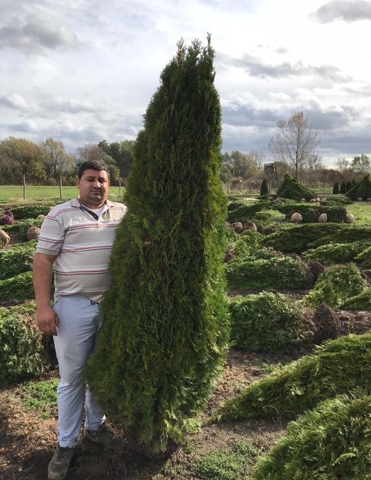 Tuia smaragd și leylandii 2.3m - 2.5m/ asiguram transport și plantat