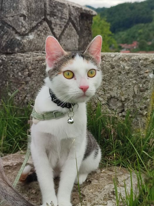 Donez 2 pisicuțe drăgălase (împreună sau separat)