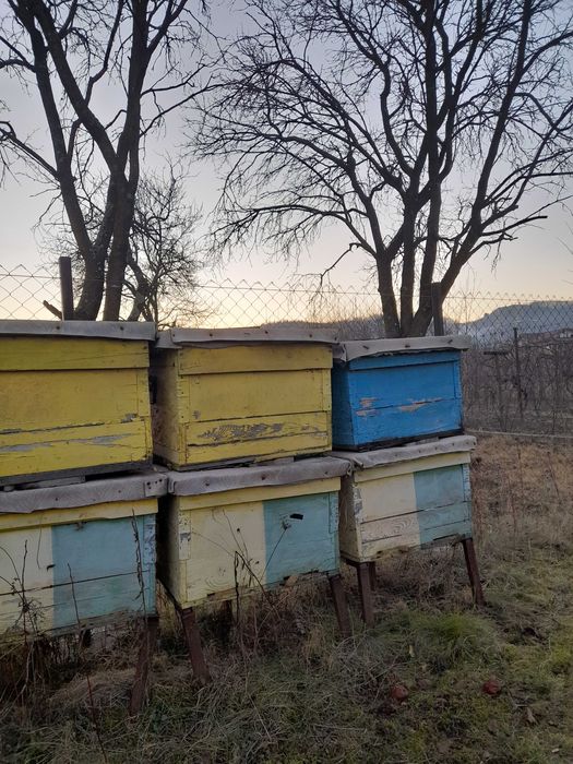 Lăzi stupi pentru albine - 100 lei/buc