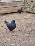 2 porumbei de carne