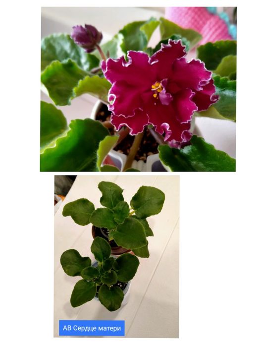 Детки сортовых фиалок!!!