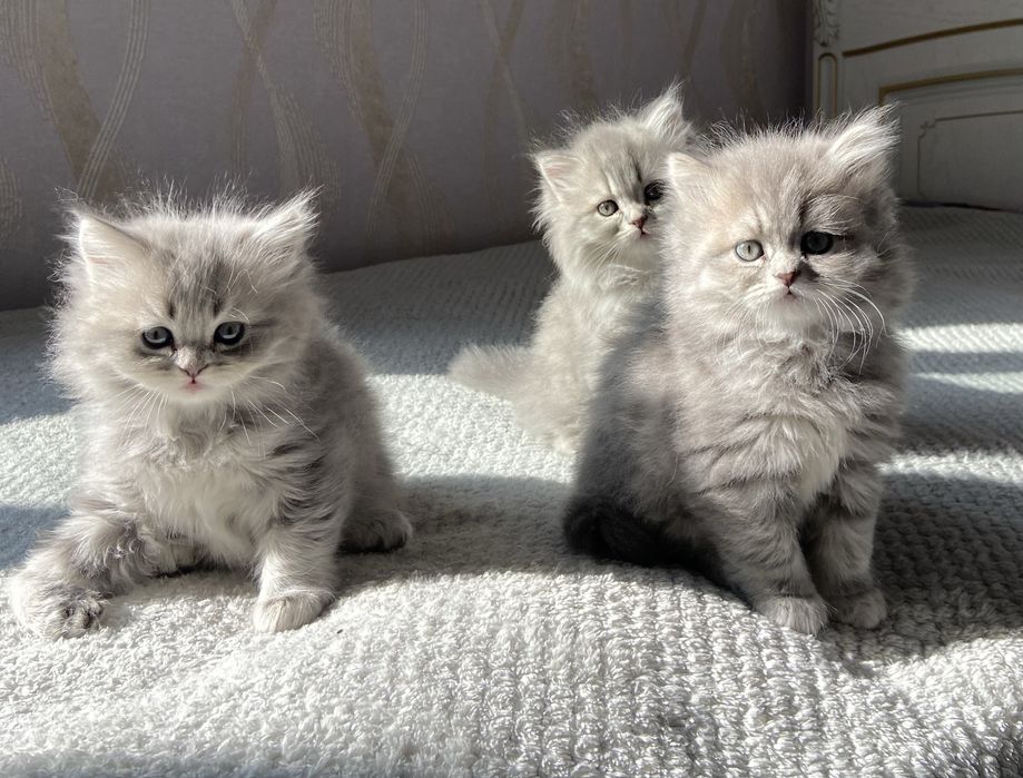 продается котята