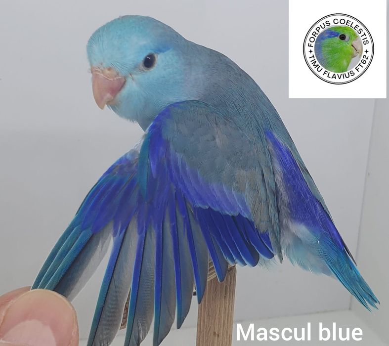 Forpus coelestis