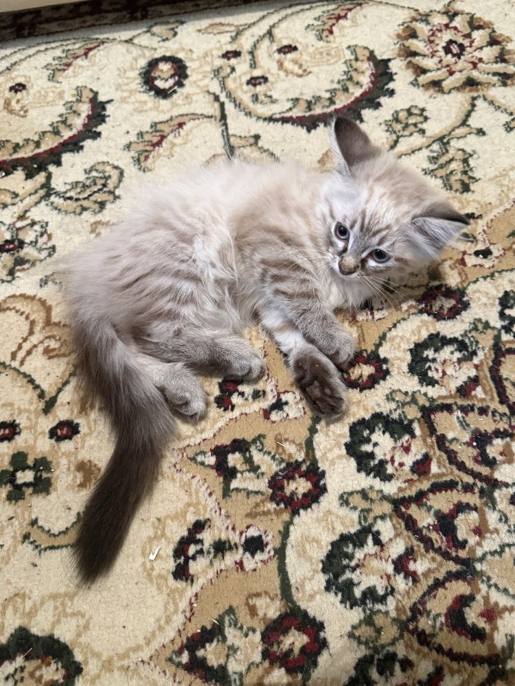 Котенок Люциус с документами!