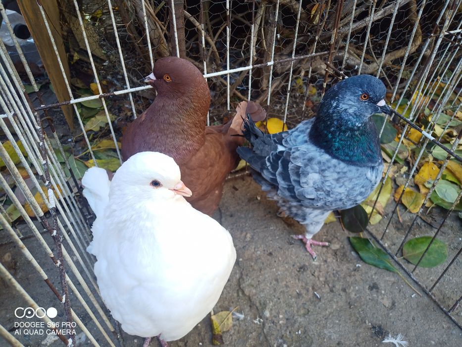 Porumbei king și texani și strasseri german