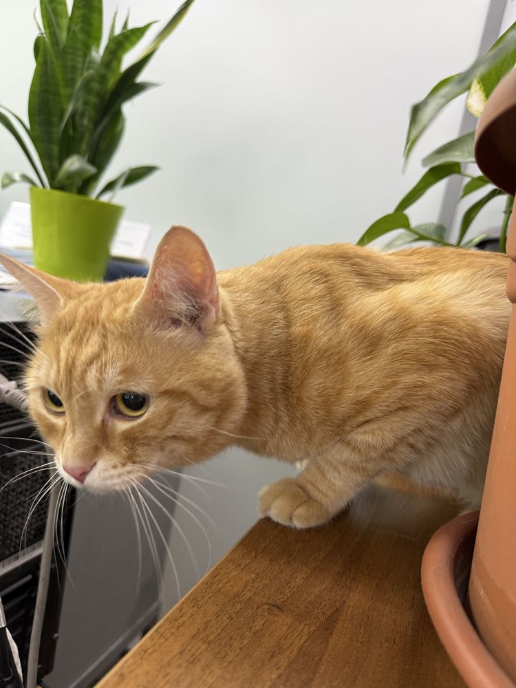 Ищем коту хороший дом