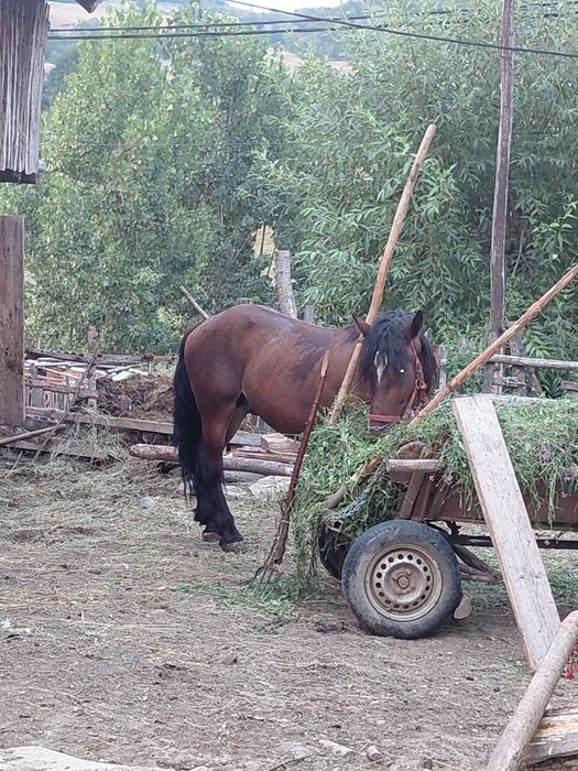 De vânzare sau schimb armăsar cu iapa