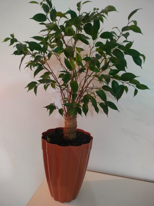 Фикус Бенджамино.