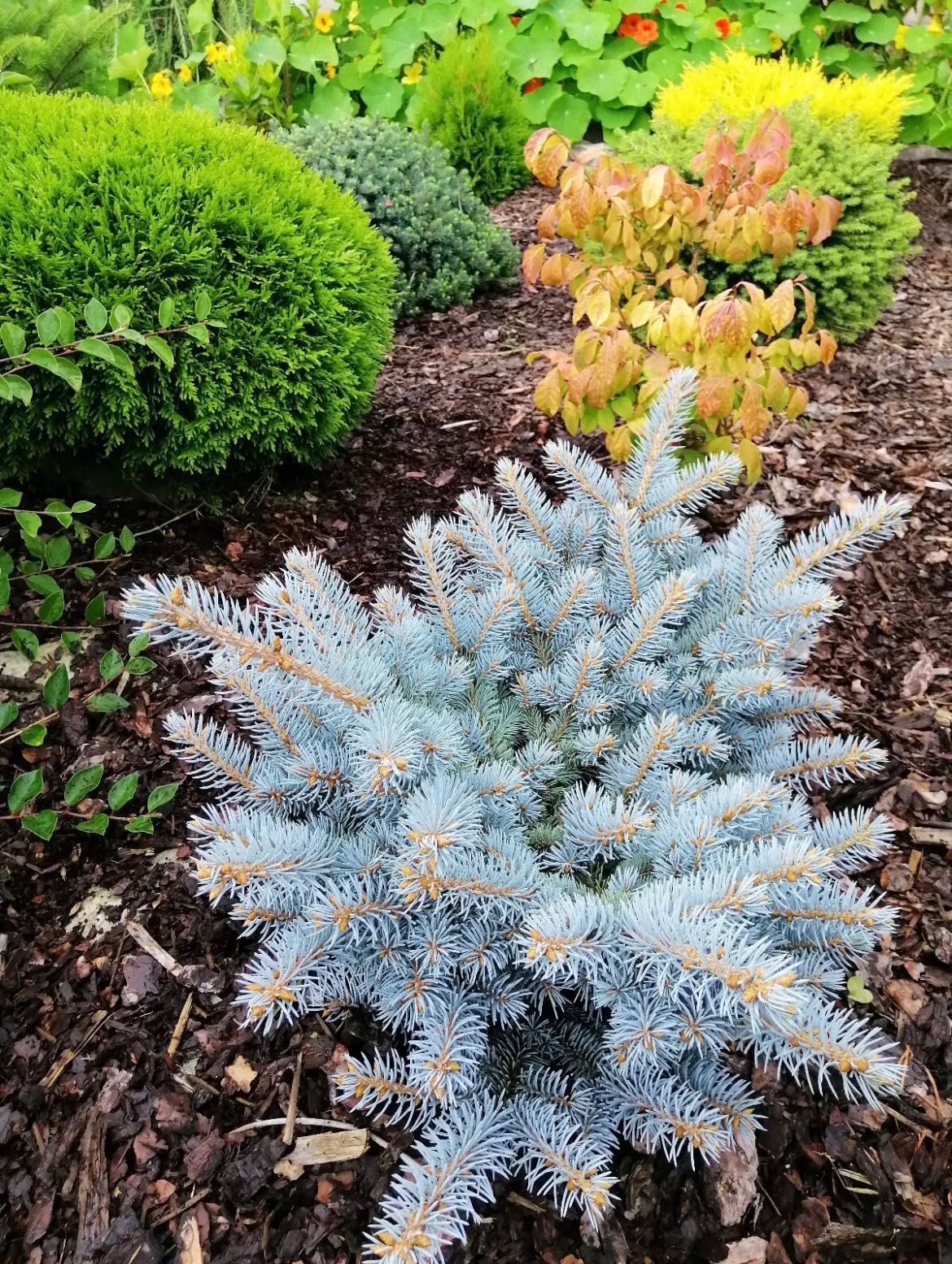 Голубая Ель / Hoopsii / Colorado BLUE SPRUCE Picea Pungens Glauca USA