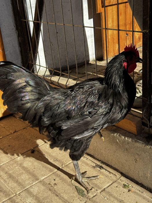 cocos australorp