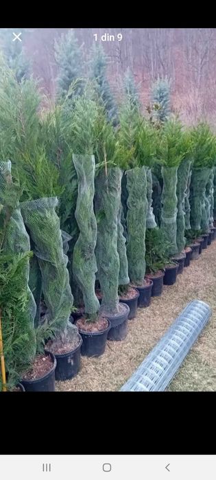 Vând plante ornamentale