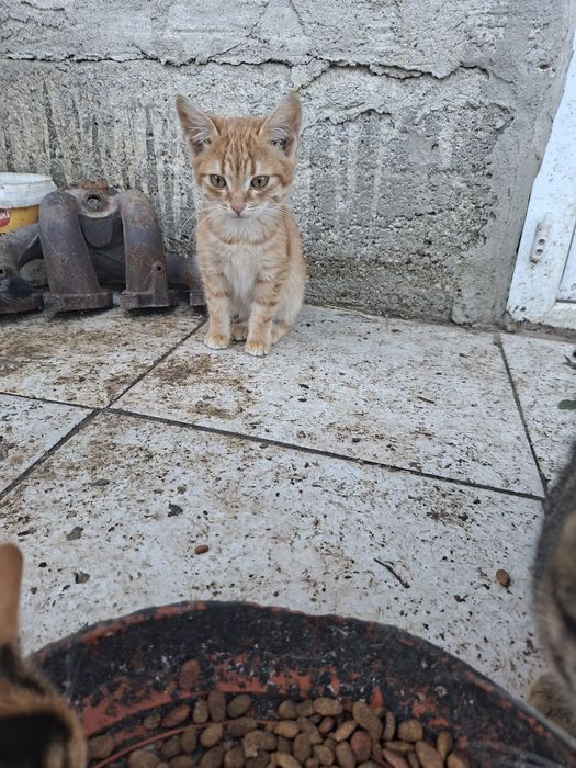 Donez pisicute pui .Rog seriozitate