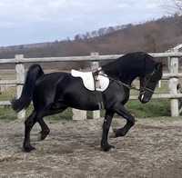 Armăsar Friesian tânăr