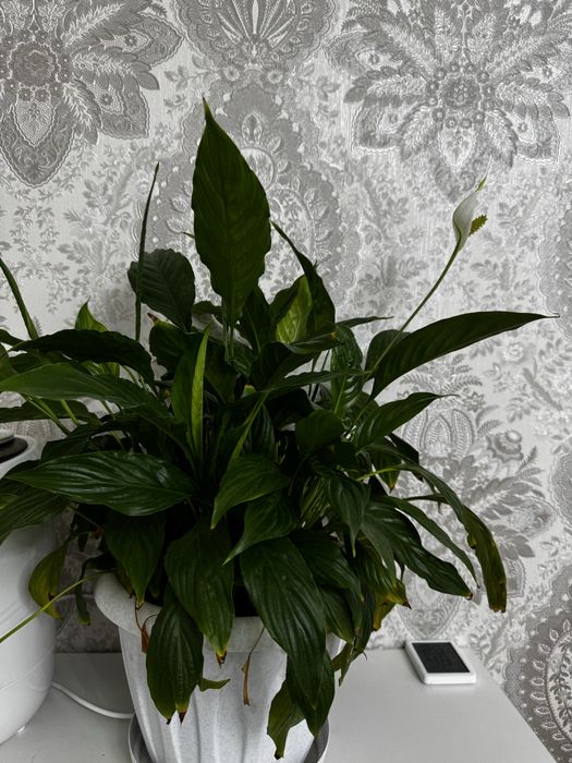 Комнатное растение