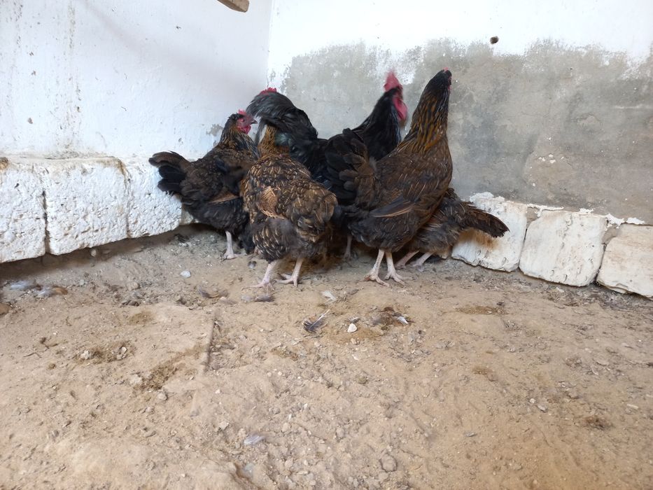 Ситцевый тауыктар сатылады