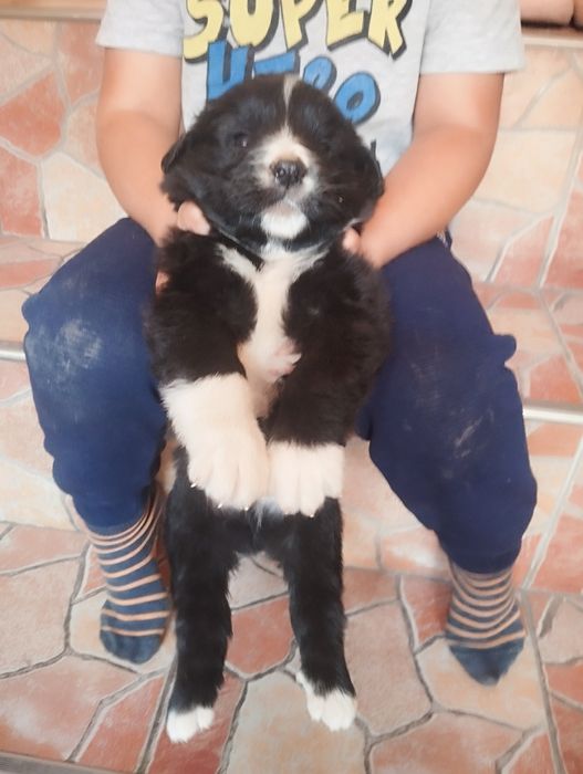 Femela de Ciobanesc de Bucovina cu pedigree tip A