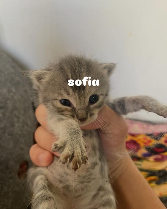 мейн-кун парода котята