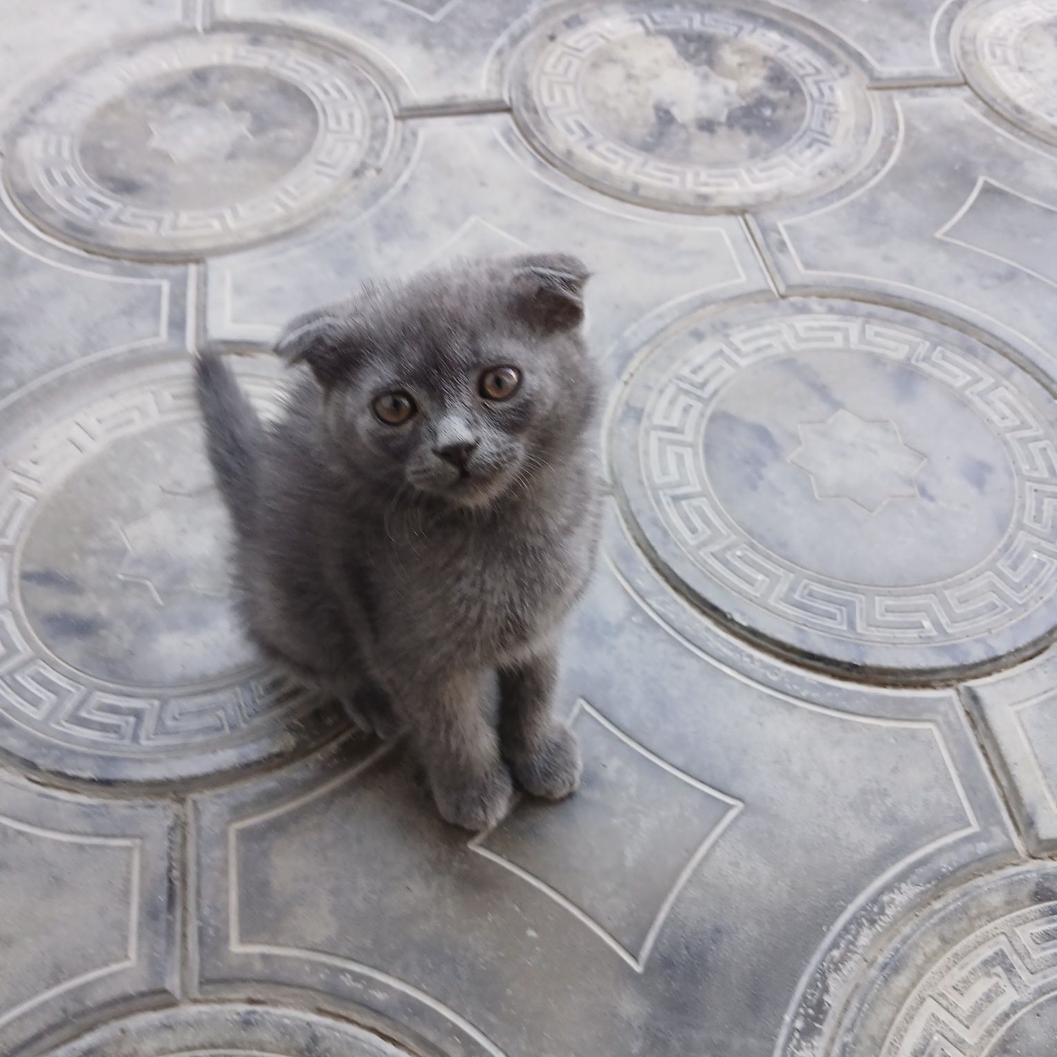Котенок породистый
