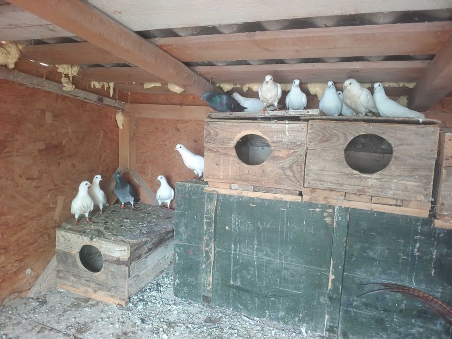 Vând porumbei rasă mică