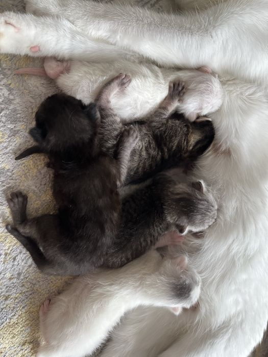 Турецкий ван кошка с детьми