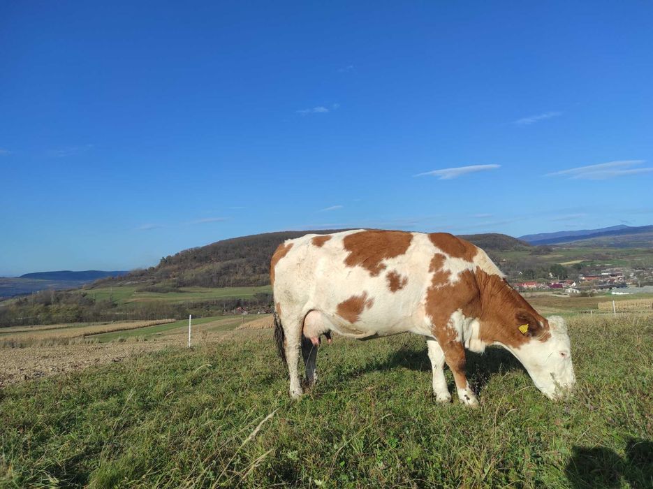 Vând 2 vaci cu lapte și 2 juninci gestante, înscrise în COP