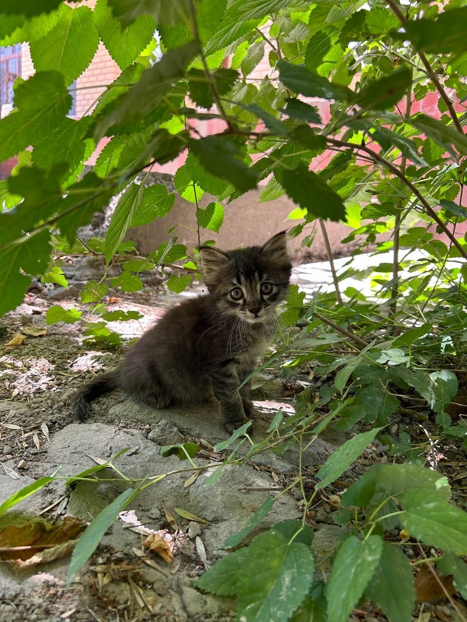 Котёнок в добрые руки