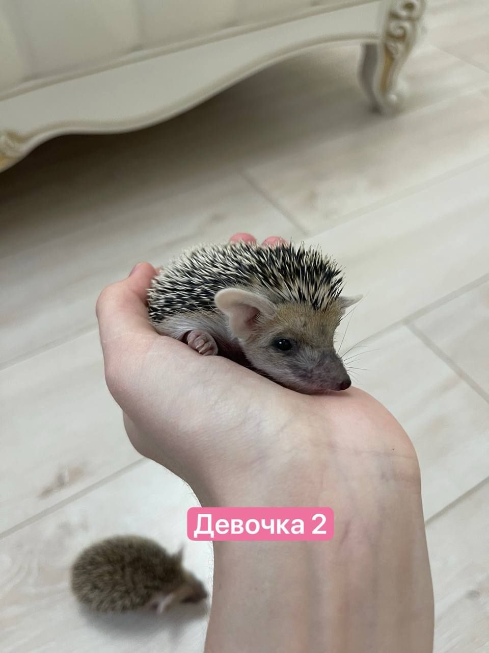 Домашние животные