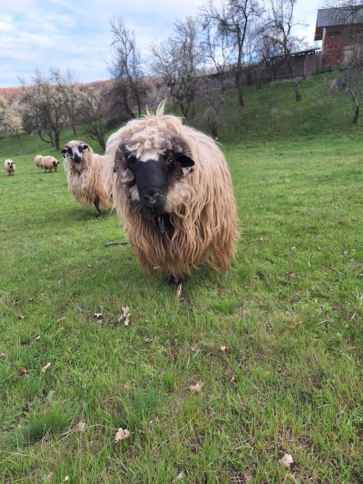 Vand berbec stramior