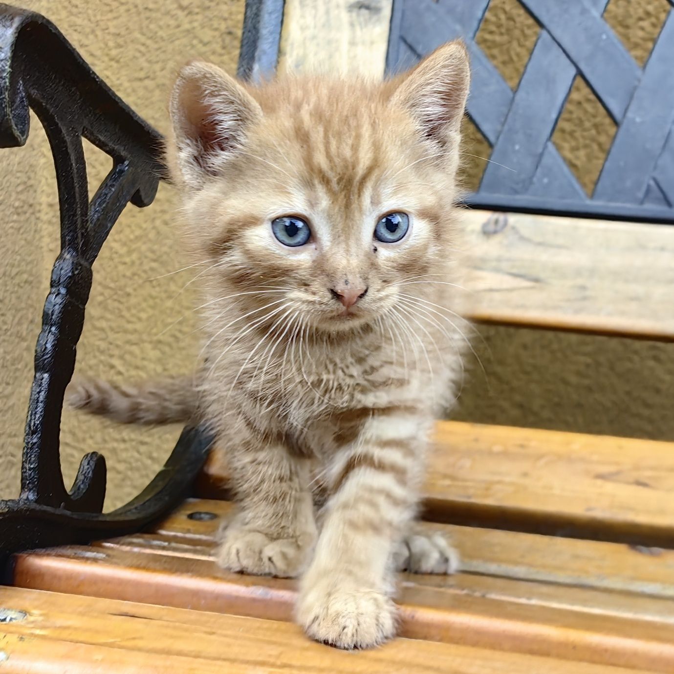 Подарява котенца на 1,5 месеца + пакет с храна