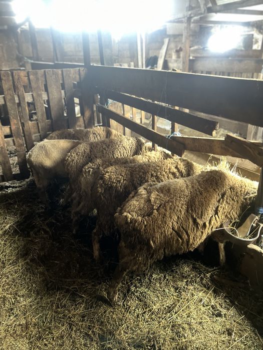 oi de vanzare, 7 buc.