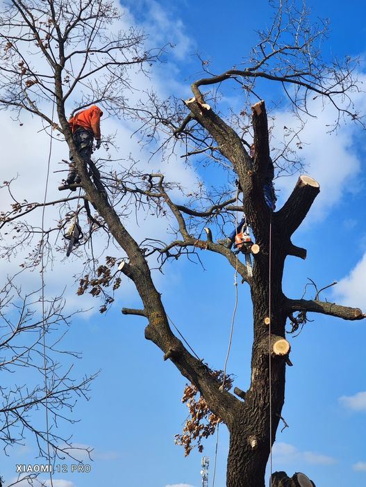 Alpiniști utilitari cu experiență de peste opt ani de zile în domeniu