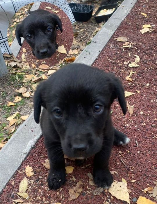 Щенята мальчик и девочка , обработаны от паразитов