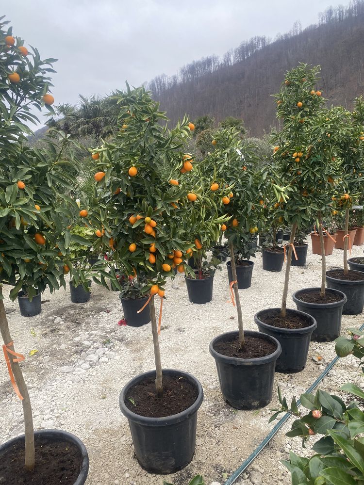 Mandarin comestibile si plante