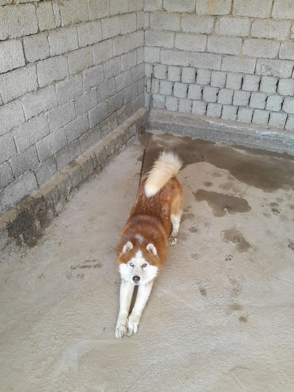 Продается собака Хатико срочно.