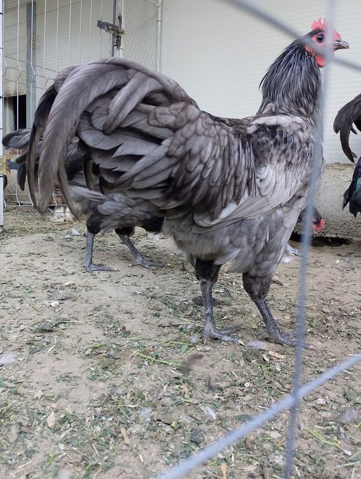 Cocosi australorp