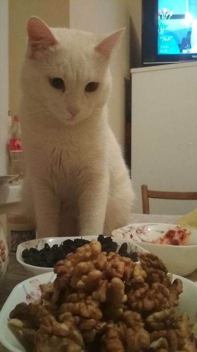 Продам кота порода Кхао-мани. Есть БОНУС.