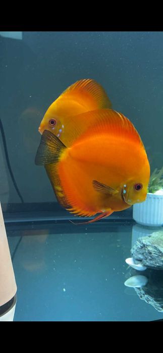 2 Discusi de vanzare Cluj Napoca la pret de 1