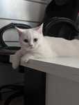 Scottish fold/ straight