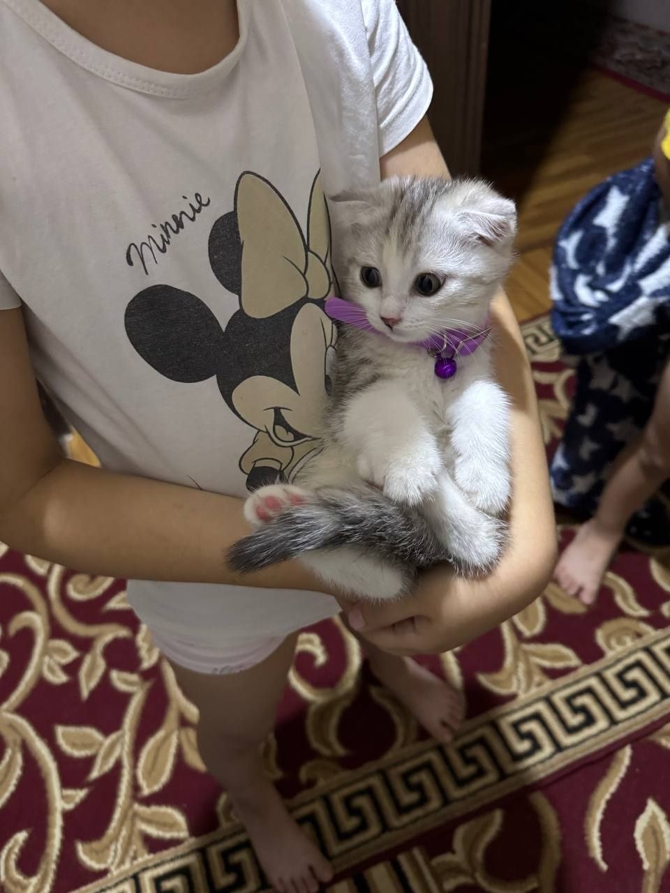 Продаётся кошка вислоухая