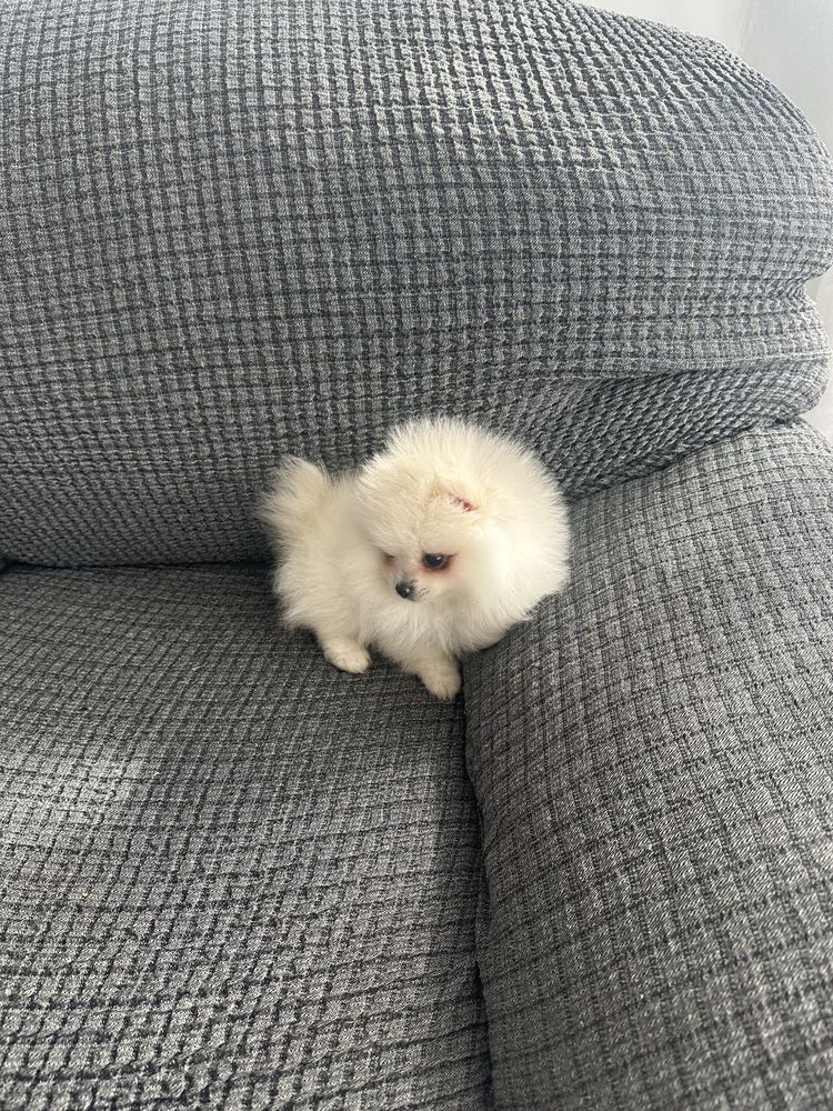 Fetita pomeranian
