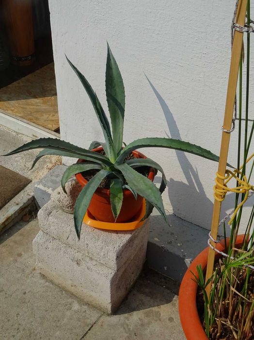 Planta decorativa AGAVA