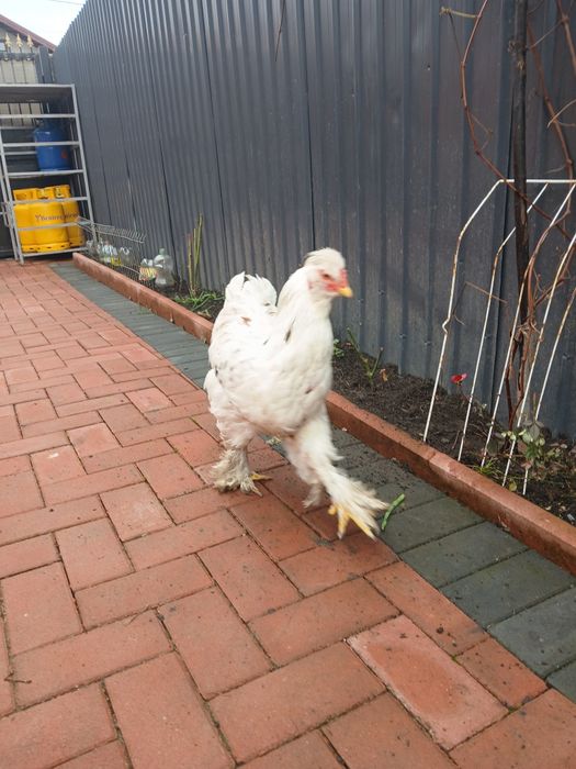 Vand cocoși tineri moțați