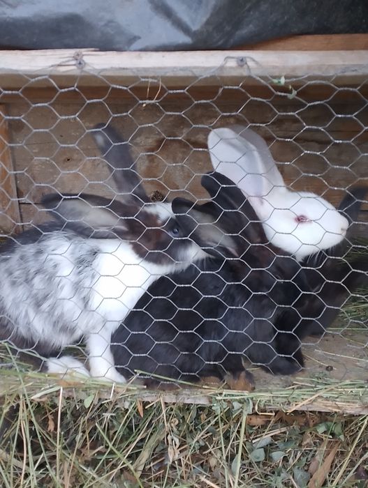 Iepuri de vânzare mari și mici
