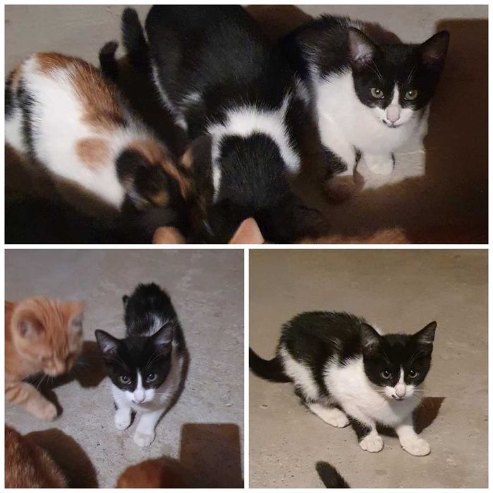 Малки котета – различни шарки