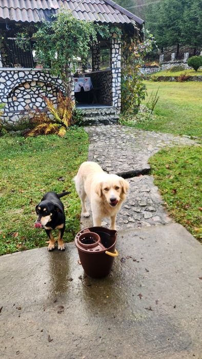 Catei pierduti sau abandonati !